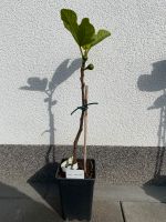Feigenbaum Nr. 1, Ficus Carica - kräftige Wurzeln,  trägt Früchte Nordrhein-Westfalen - Marl Vorschau