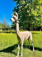 Appaloosa Alpaka Deckhengst Blutlinie ALS Leovin Bayern - Nußdorf Vorschau