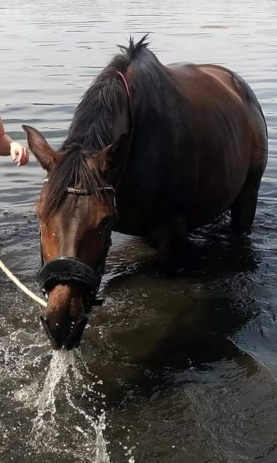 Biete Reitbeteiligung in Jersbek