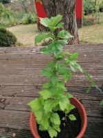 Hibiskus Hibiskusableger Hessen - Gründau Vorschau