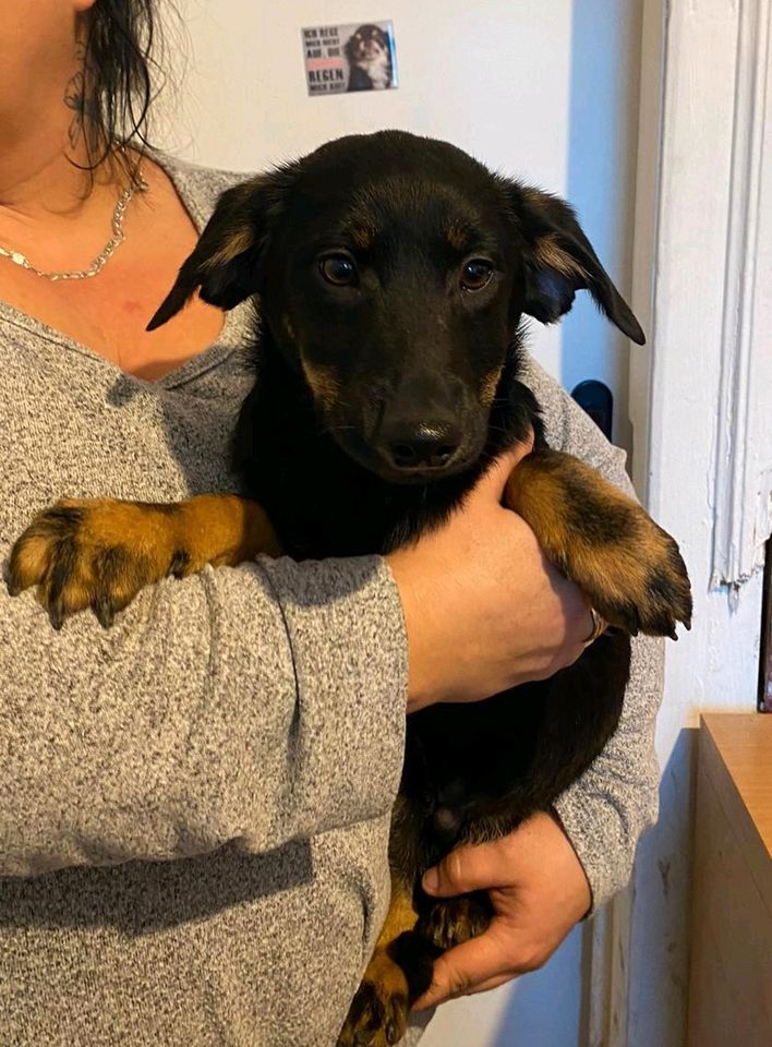 Kleiner BEN ❤ aus dem Tierschutz hofft auf sein Glück in Schkeuditz