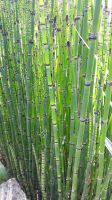 Schachtelhalm Pflanze Ableger Equisetum japonicum Teich Wasserpf. Baden-Württemberg - Nußloch Vorschau