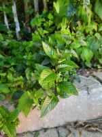 Minze Ableger aus Naturgarten Hessen - Spangenberg Vorschau