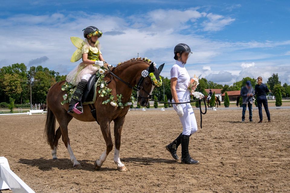 Deutsches Reitpony, Springpony, Fuchs, Wallach in Falkenberg