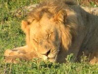 Südafrika im November - 3 Wochen Natur und Tierwelt Niedersachsen - Delmenhorst Vorschau