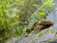 Antennenwelse Ancistrus aus eigener Zucht Sachsen - Schkeuditz Vorschau