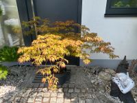 Japanischer Ahorn, Acer, Garten, Terrasse, Asiatisch, Bambus München - Ramersdorf-Perlach Vorschau