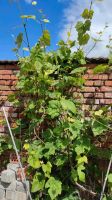 Weinblätter Thüringen - Drei Gleichen Vorschau