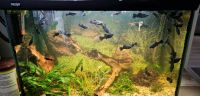 Aquarium 60 Liter Nordrhein-Westfalen - Wachtendonk Vorschau