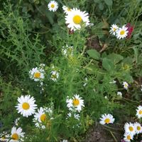 ungefüllte Margerite winterharte Staude auch als Blumensamen Leipzig - Großzschocher Vorschau