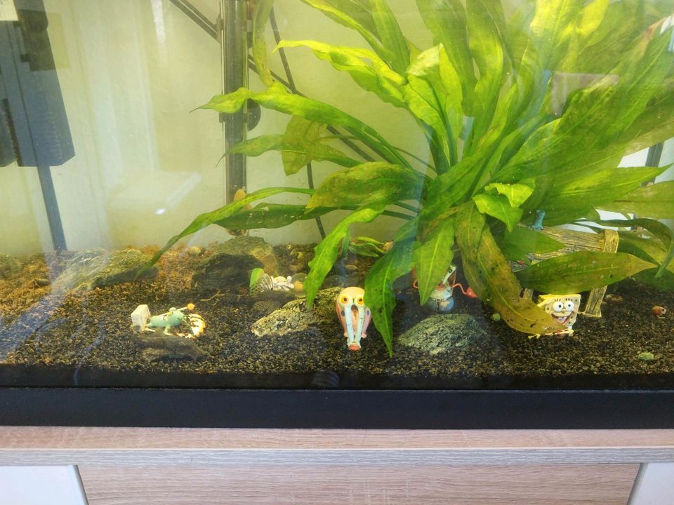 Aquarium 60l komplett in Steinen