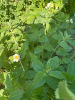 Biete Oregano aus meinem Garten Mecklenburg-Vorpommern - Elmenhorst Vorschau