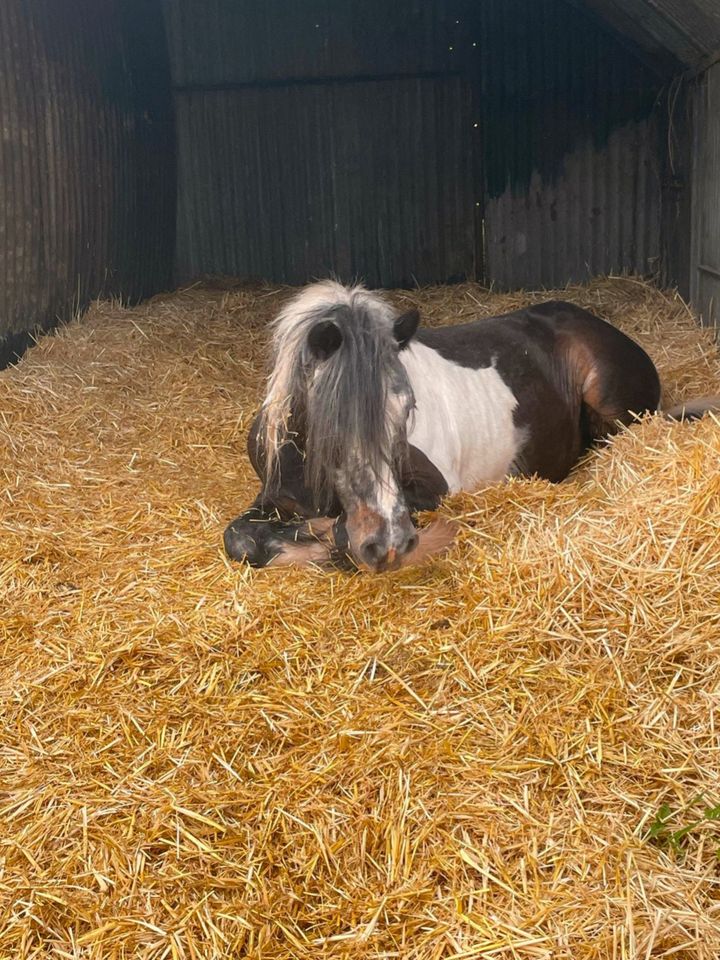 Pony Relaxing in Mechernich