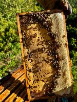 Bienen 5 Bienenvölker auf Zander Dresden - Neustadt Vorschau
