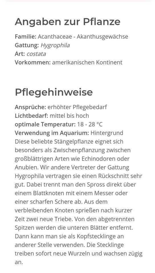 ➡️ Aquarium Pflanze Hygrophila costata bzw corymbosa angustifolia in Gelsenkirchen