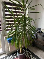 BOCHUM! Yucca Palme, Zimmerpflanze, GROSS, 2m x 1,30m, GESUND Nordrhein-Westfalen - Velen Vorschau