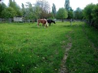 Offenstall o. Grundstück für Pferdehaltung gesucht Rheinland-Pfalz - Alsheim Vorschau