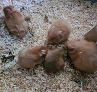 Goldhamster Babys günstig abzugeben Berlin - Charlottenburg Vorschau