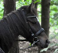 Reitbeteiligung für Pony in Dietzenbach gesucht Hessen - Dreieich Vorschau