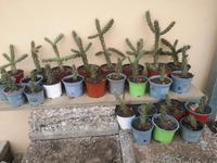 Ableger der winterharten Cylindropuntia Baden-Württemberg - Rudersberg Vorschau