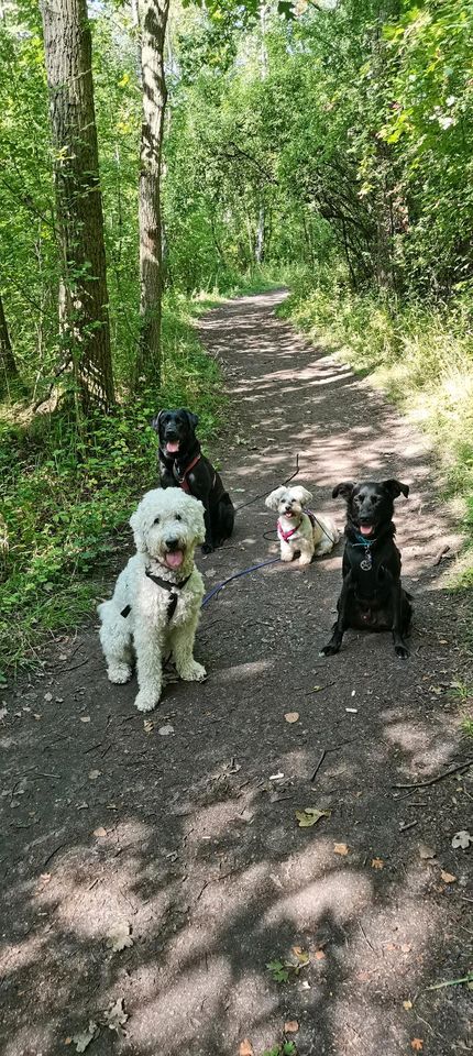 mobiles Hundetraining in Hamburg