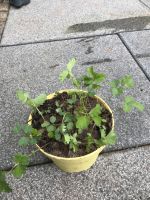 Pimpinelle sanguisorba minor kleiner Wiesenknopf Niedersachsen - Hoya Vorschau