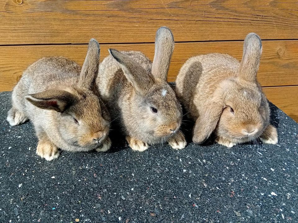 Kaninchen Jungtiere in Twistringen