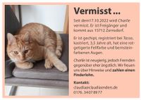 roter Kater Charlie vermisst verschwunden gesucht Königs Wusterhausen - Zernsdorf Vorschau