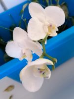 Orchideen abzugeben Sachsen - Ehrenfriedersdorf Vorschau