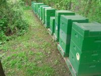 Biete Bienenvölker Buckfast  11 WABEN *Gesundheitszeugnis 2024 Nordrhein-Westfalen - Sankt Augustin Vorschau