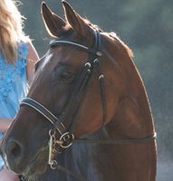 Kieffer Kandare schwarz Silber Warmblut WB Rheinland-Pfalz - Lambsheim Vorschau