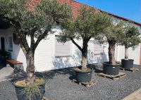 4 Olivenbäume Nordrhein-Westfalen - Erkelenz Vorschau