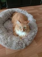 ♥️ Haustierbettchen „Fluffy“ ♥️ Hundebett | Katzenbett Gr. S Baden-Württemberg - Ulm Vorschau