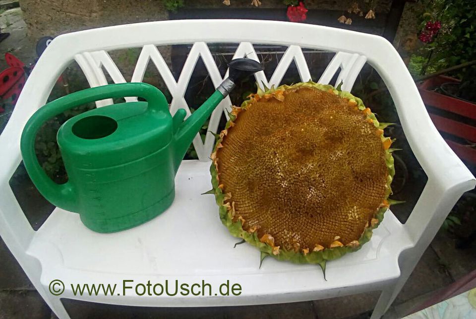 Tütchen mit 20 Samen Riesensonnenblume . in Halle