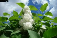Flieder (Syringa vulgaris), weiße Blüte, schöner Duft Rheinland-Pfalz - Koblenz Vorschau
