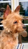 CLOE Yorkshire Terrier Hündin Tierschutz Hund Schleswig-Holstein - Reinbek Vorschau