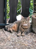 Vermisst wird Marie , eine grau - braun  getigerte Katze . Rheinland-Pfalz - Waldrach Vorschau