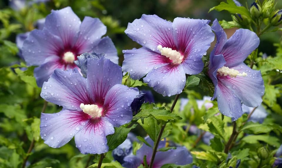 HIBISKUS SITZLINGE HIBISKUS BLUMMENPFANZE in Schwegenheim