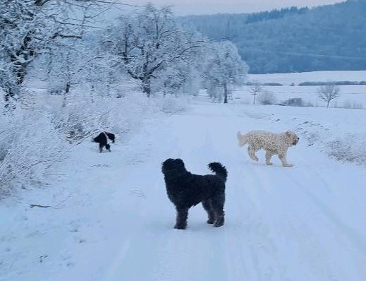 Goldendoodle Jacko sucht neues Zuhause in Hofgeismar