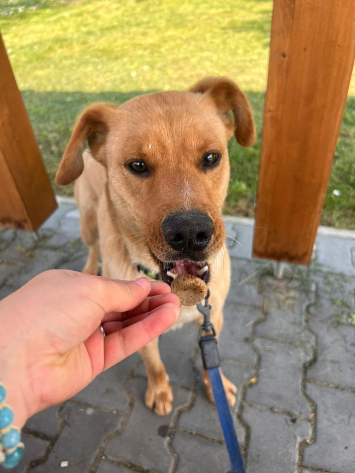 Lucky Mischling Rüde in Burgsinn