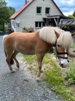 Junger Wallach 1,47 cm Pony Haflinger Mix Sachsen - Bad Gottleuba-Berggießhübel Vorschau
