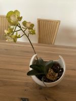 Kunststoff Orchidee mit Designer Topf Bayern - Hettstadt Vorschau