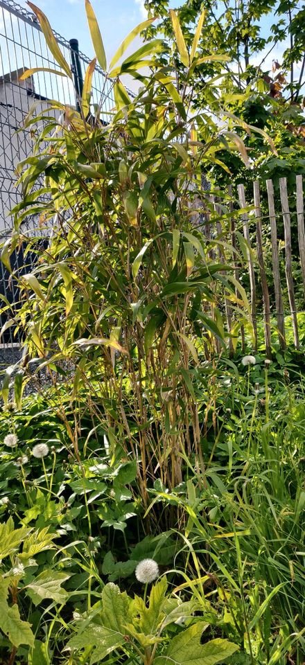 Bambus Strauch nicht wuchernd in Düren