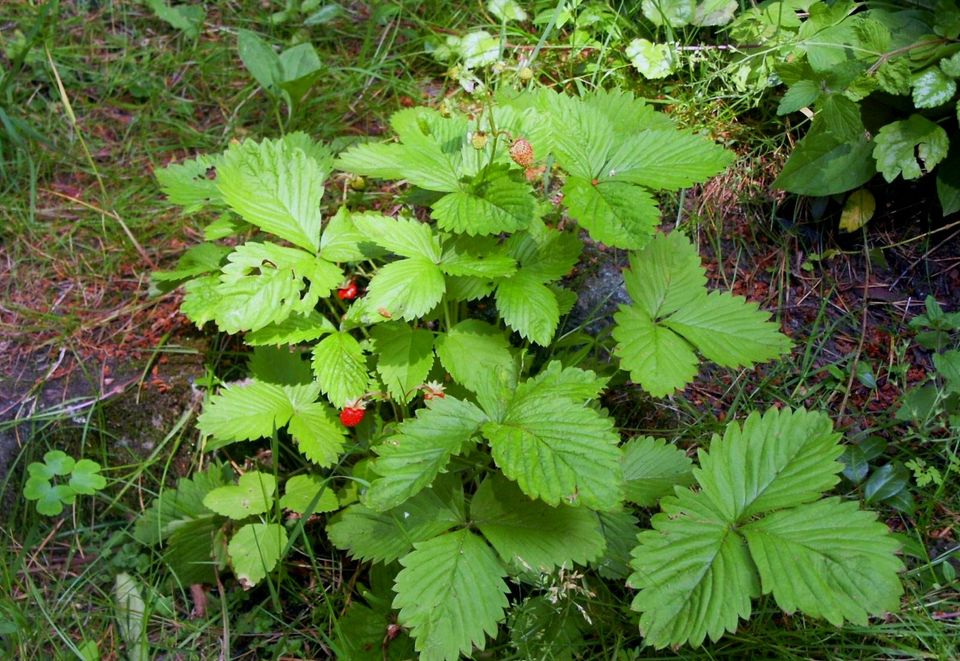 30 Pflänzchen Walderdbeere aus meinem Garten in Winsen (Luhe)