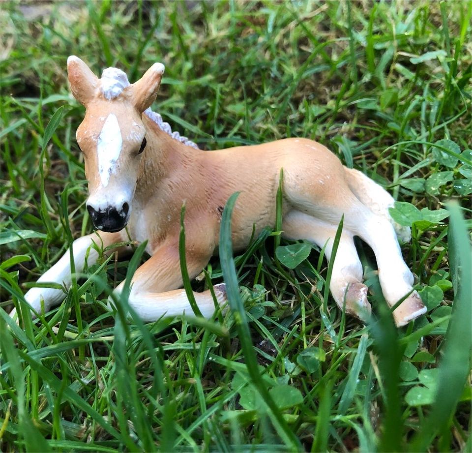 Schleich Pferde ganze Herde in Tönisvorst