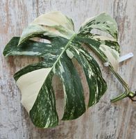 Monstera Deliciosa Variegata, Steckling Sachsen - Geringswalde Vorschau