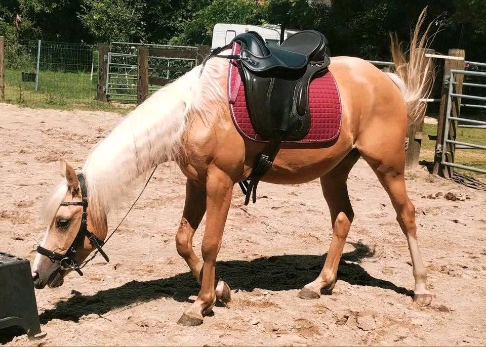 Deutsches Reitony - Palomino - 3 Jahre - 1,47 m in Beverstedt