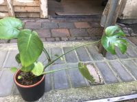 Monstera Pflanze in Topf München - Sendling Vorschau