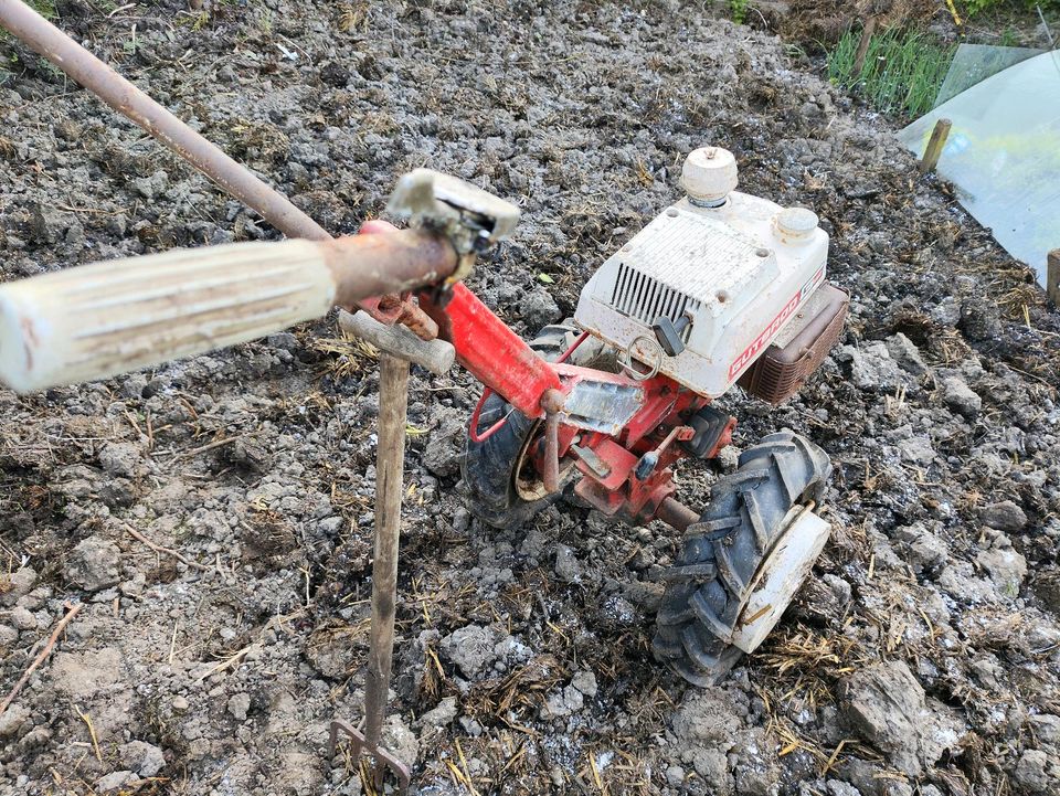 Gutbrod 80 Terra Einachser in Bielefeld