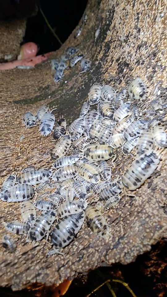 100- 400 Panda Asseln Porcellio laevis „Panda“ in Gerstungen